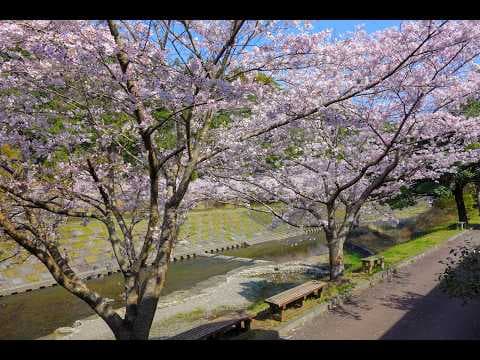 岩屋公園 櫻花