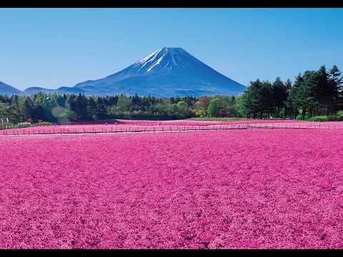 富士芝櫻祭(本栖湖園區)
