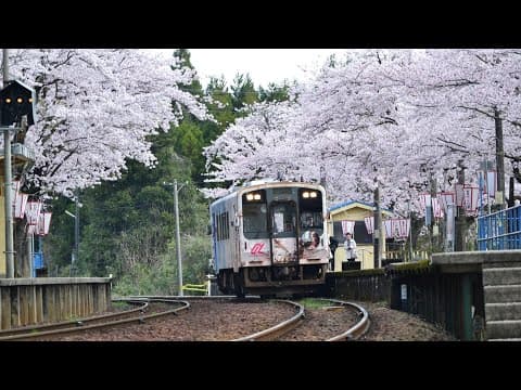 能登鹿島車站櫻花