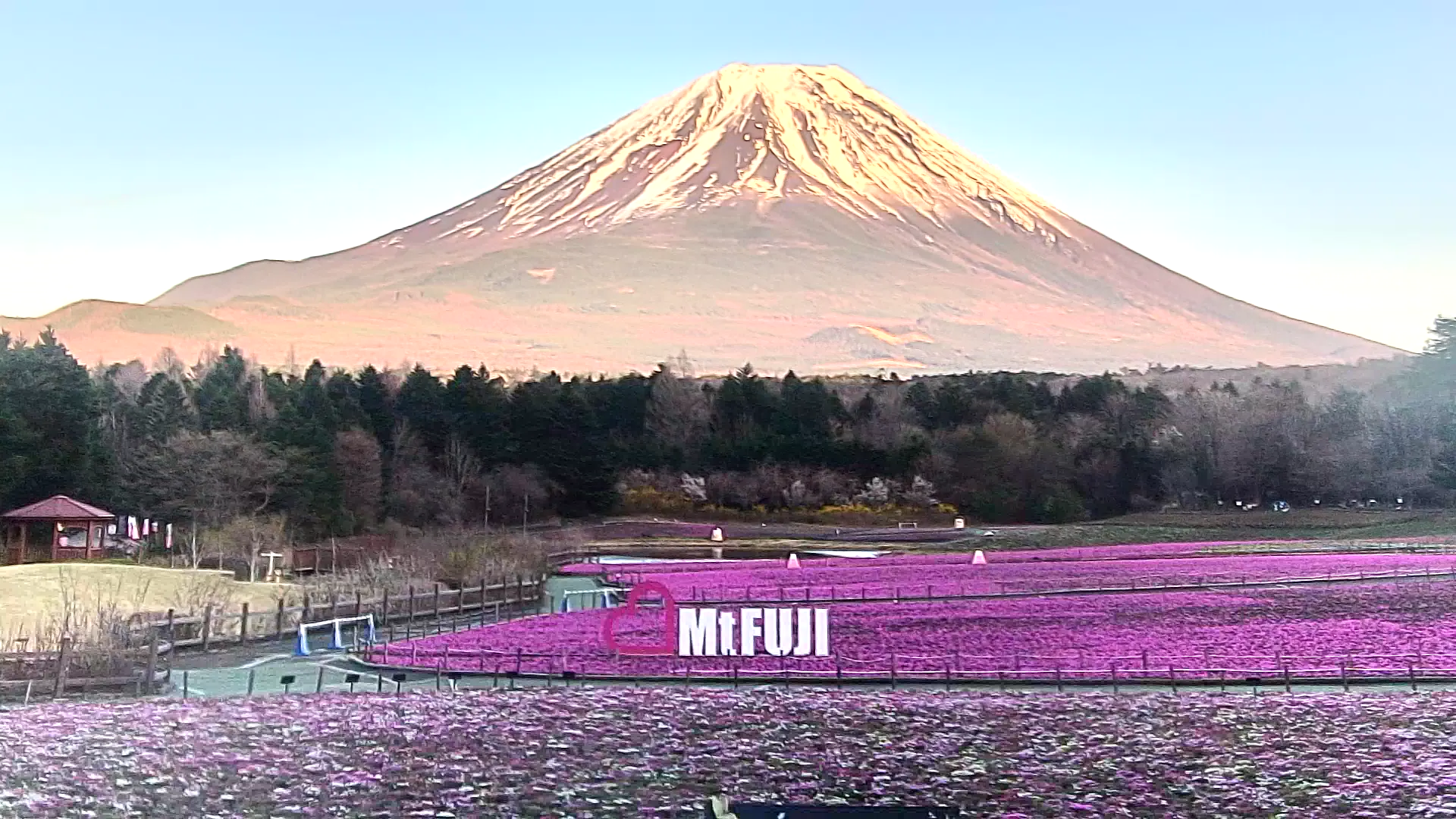 富士芝櫻祭（本栖湖園區） 即時影像 - 2026-04-11 17:47